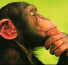 The Animal in Us, The Human in Them