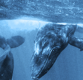Ocean Mind, The Film