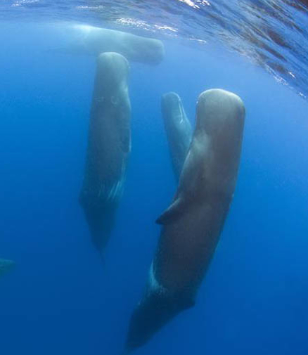Sperm whale habitat image
