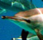 Enter a dolphin’s fluid, hyper-social consciousness