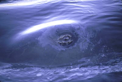 spermwhale-eye-web spermwhale-eye-web
